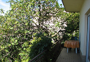Feigenbaum von der Terrasse aus